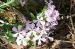 Sticky catchfly